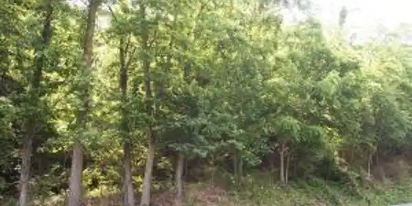 Lot #12 Sugar Loaf Mountain RD