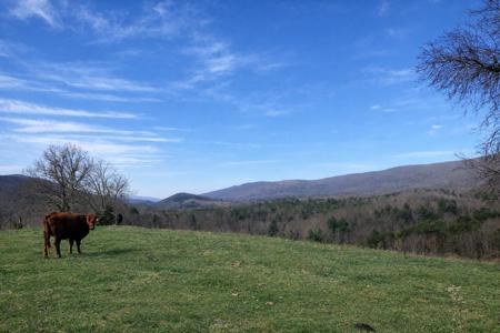 Lot #29.867 AC TRACT 1 Wolfe RD