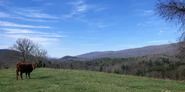 Lot #29.867 AC TRACT 1 Wolfe RD