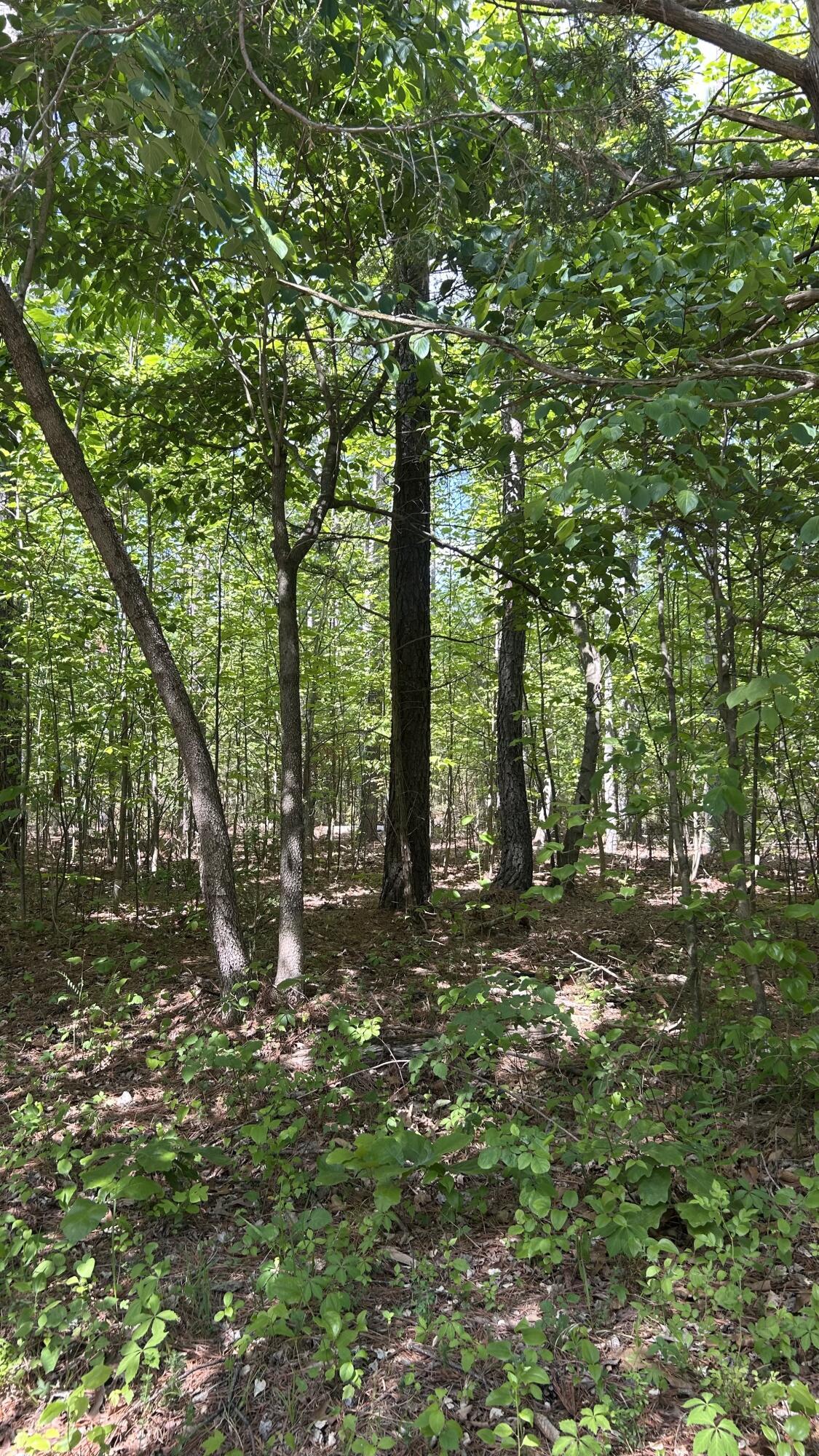 Image 3: mature woods