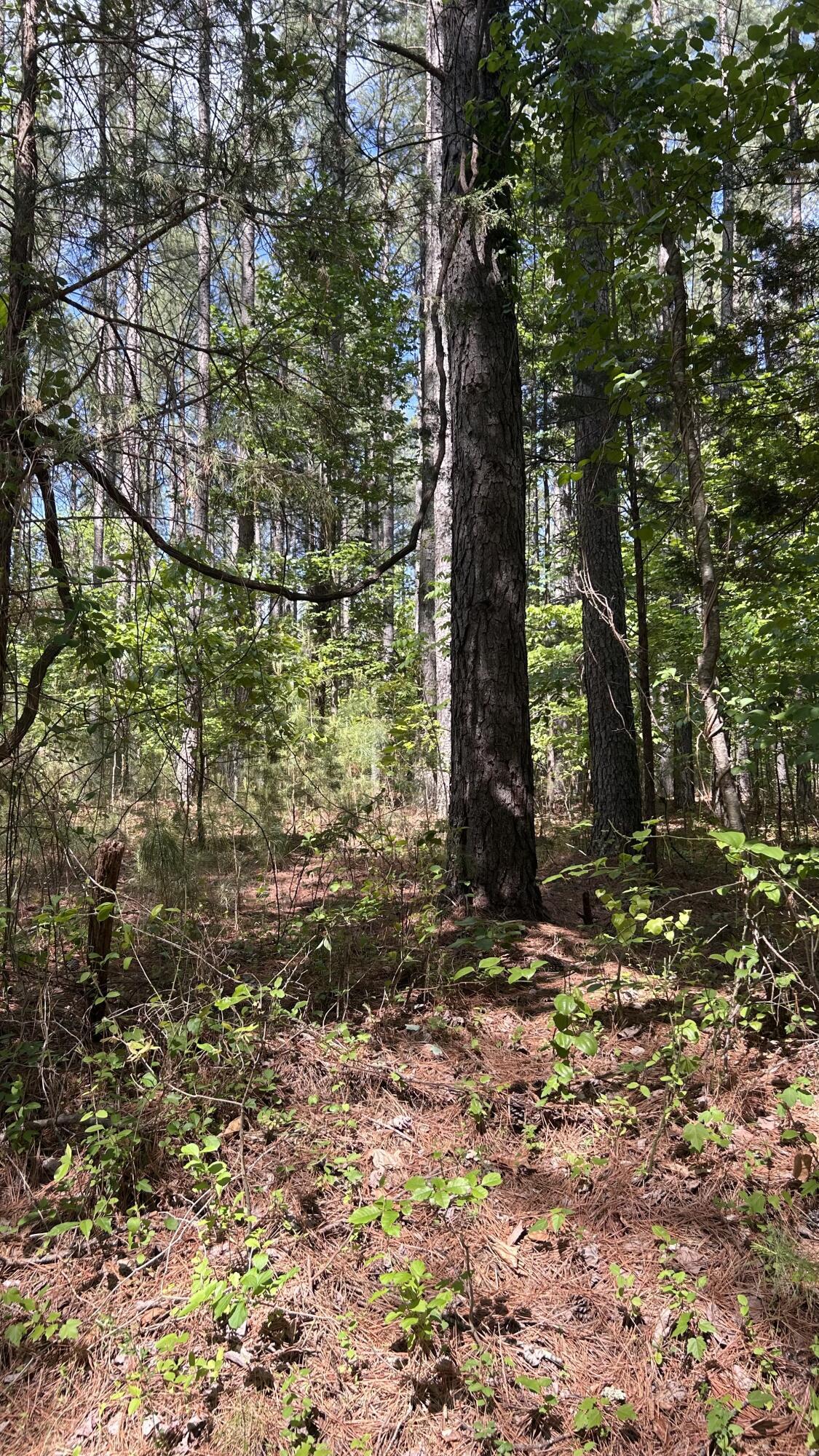 Image 4: mature pine/harwood