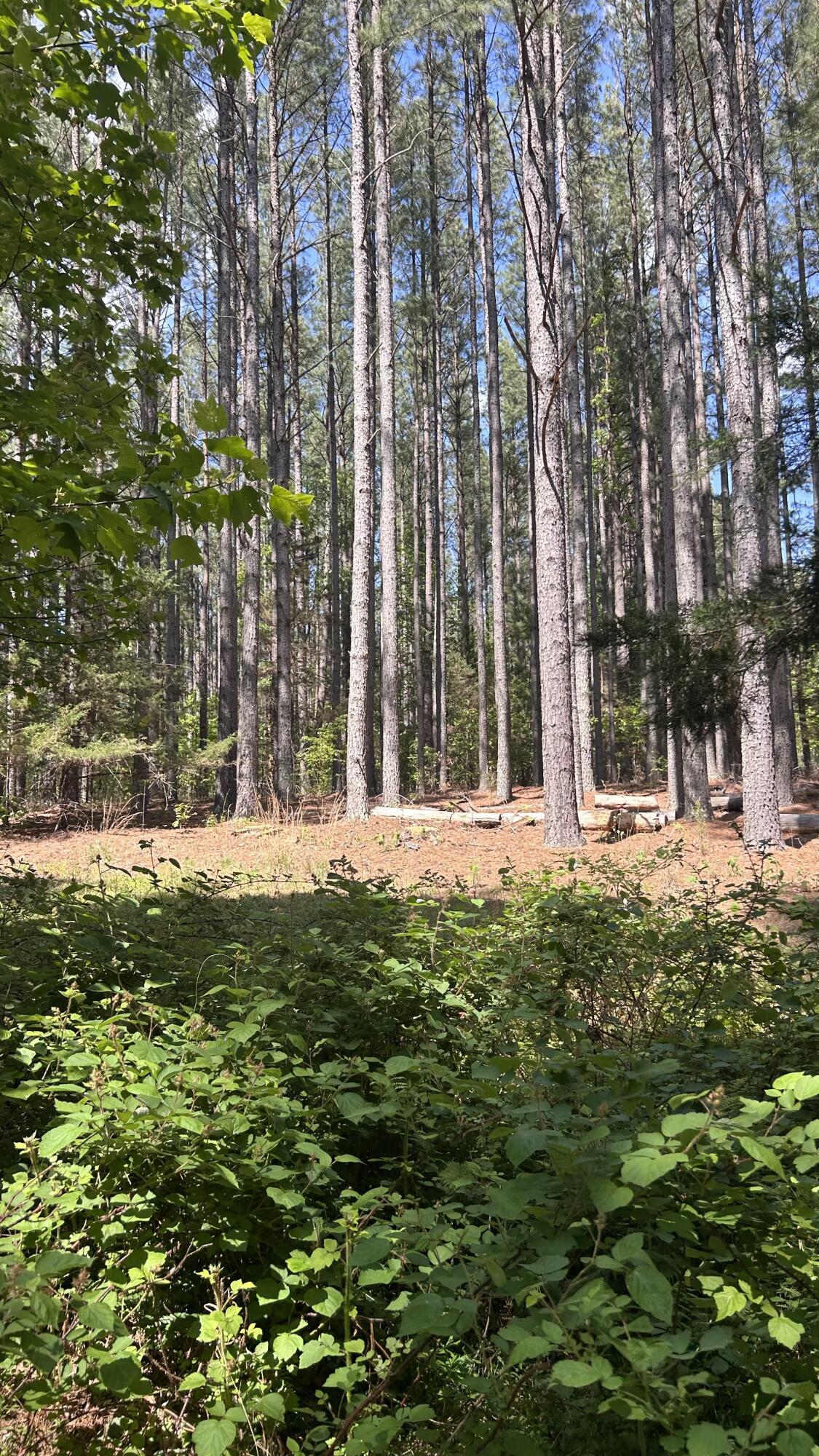 Image 4: mature woods
