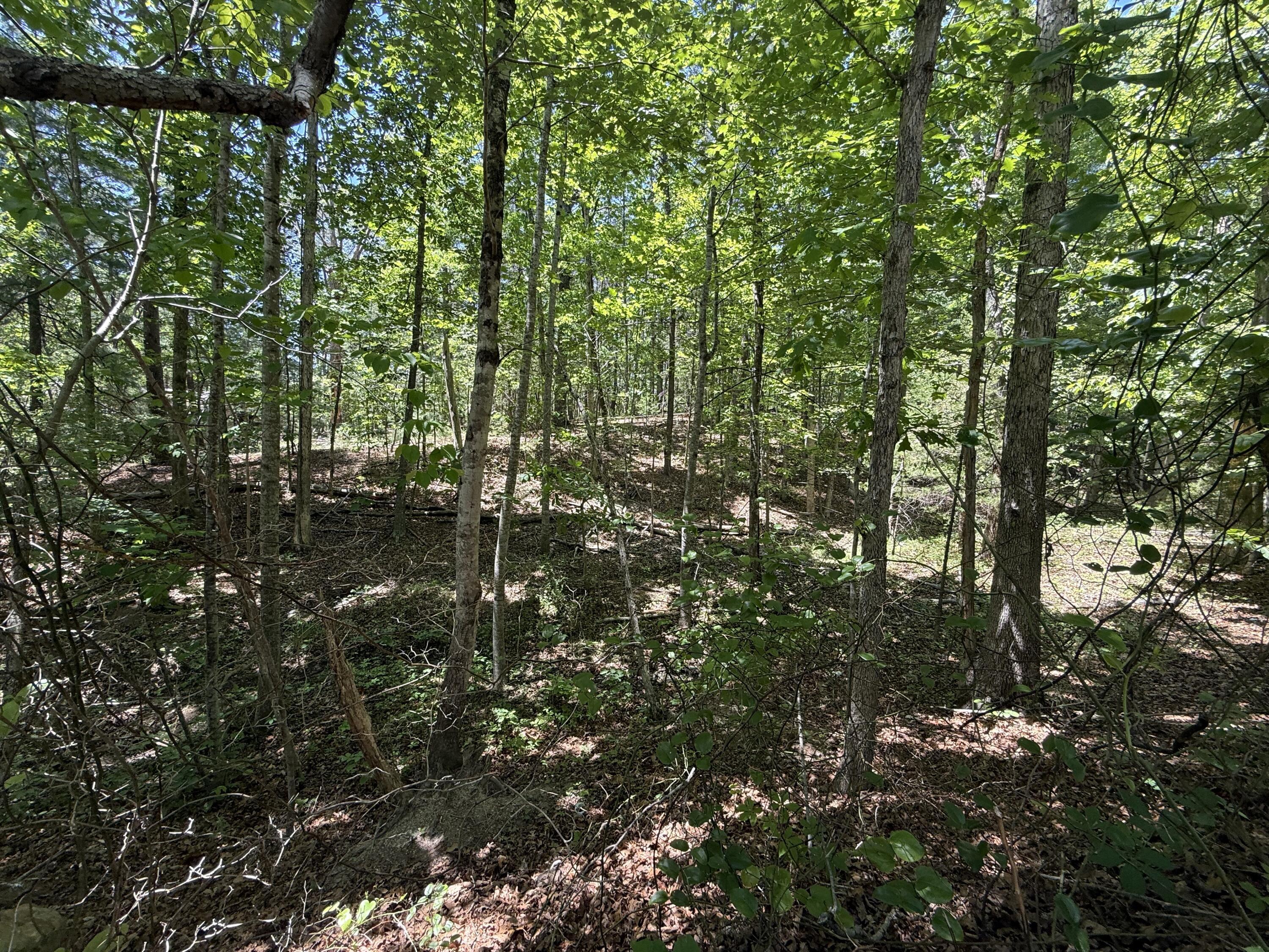 Image 2: IMG_2351