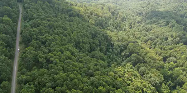 Image 3: Wooded Acreage