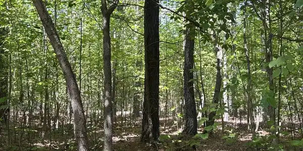 Image 3: mature woods