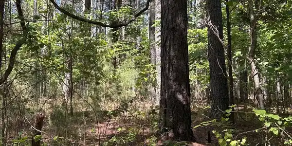 Image 4: mature pine/harwood