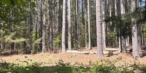 Image 4: mature woods