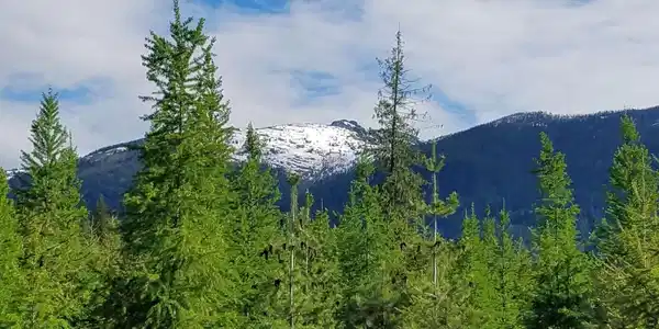 2179 USFS 2295