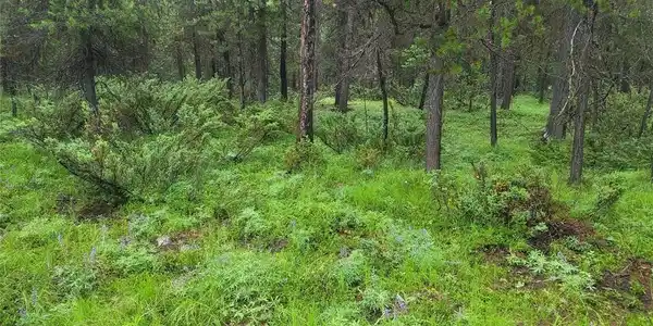 104 Lone Wolf Trail