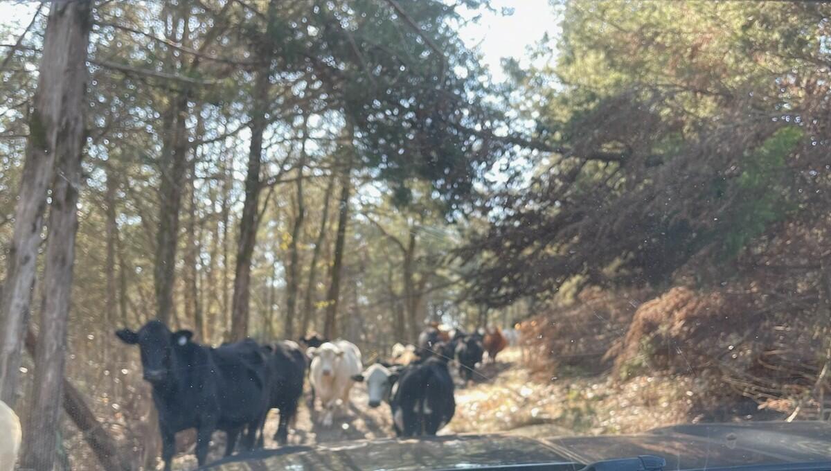 Image 3 Image 3