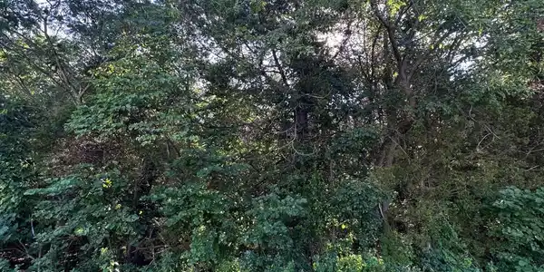 Image 4 Image 4