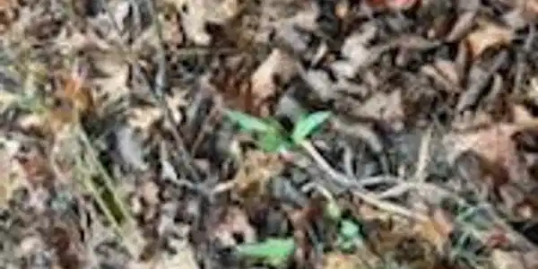 Image 4 Image 4