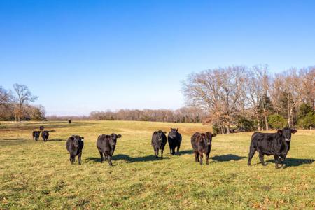 Tbd 241.32 Acres County Road 433