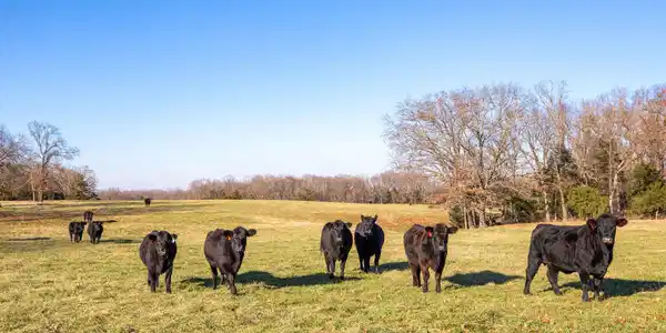 Tbd 241.32 Acres County Road 433