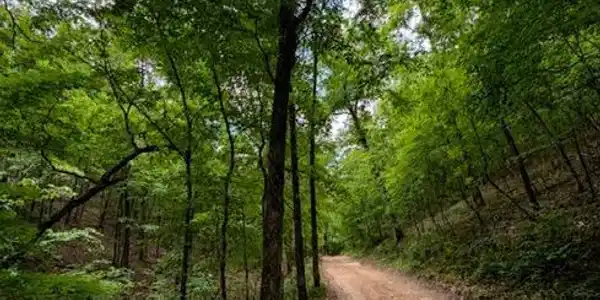 000 Oak Thicket Lane