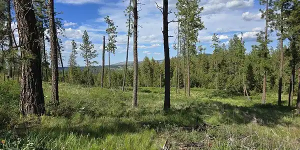 Image 4 Image 4