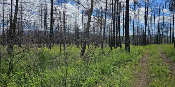 Image 3 Image 3