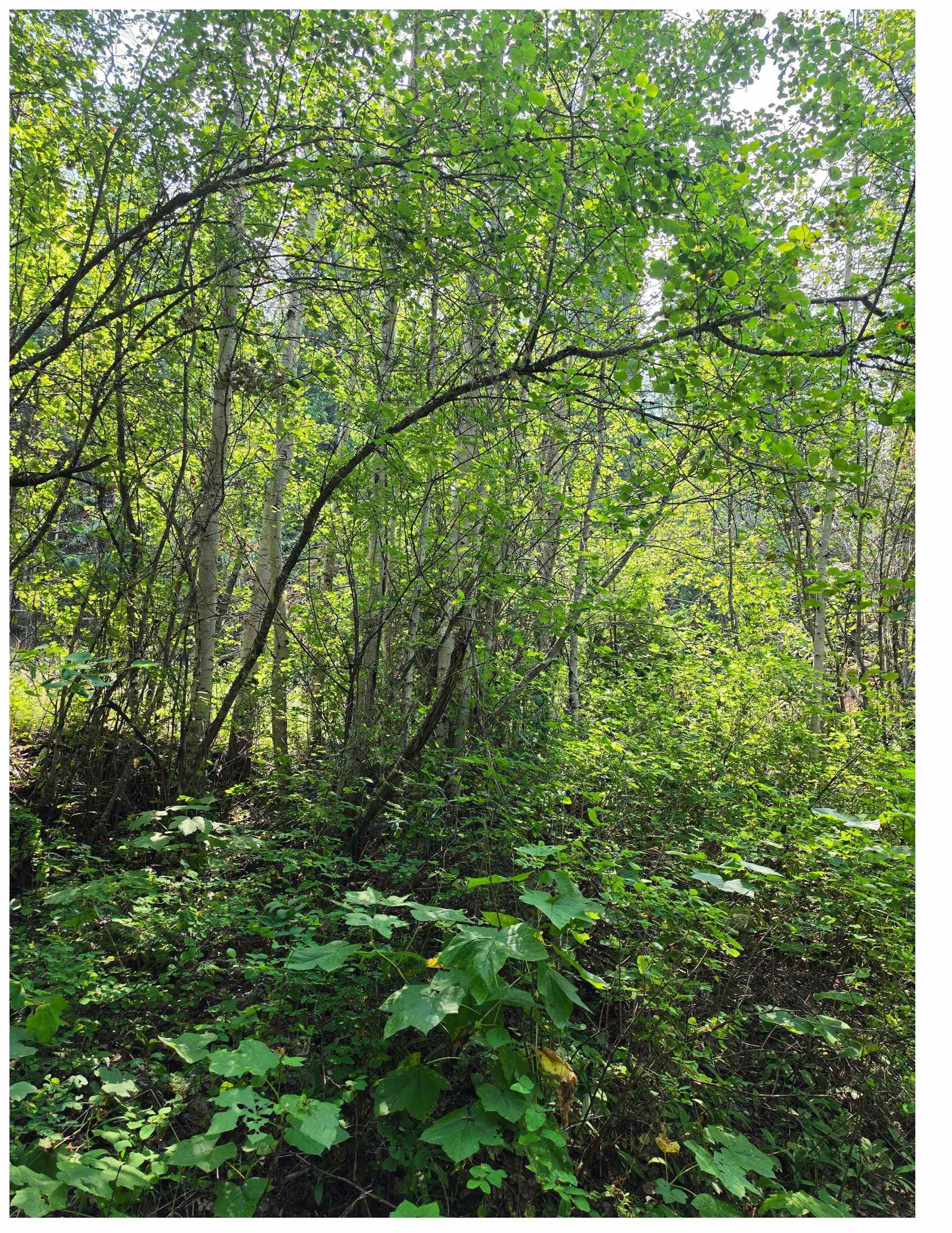 Image 4 Image 4