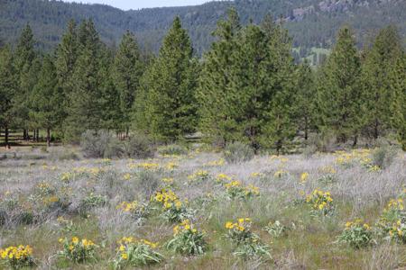 TBD Spring Creek Rd