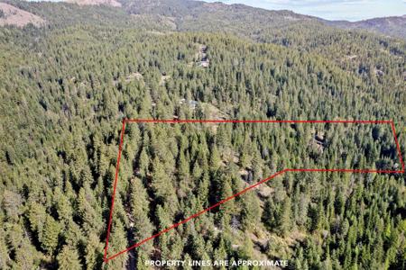 12703 S Alpine Fern Ln