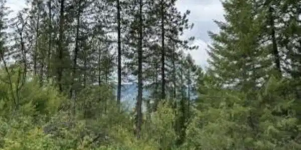 Image 4 Image 4