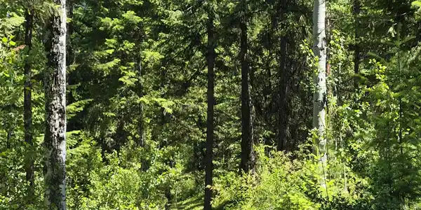 Image 2 Image 2