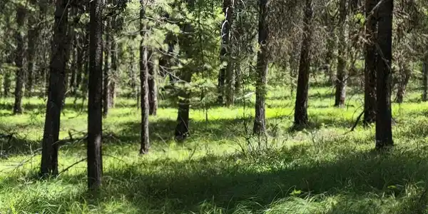 Image 4 Image 4