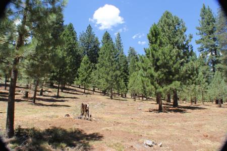 10735 Dogwood, Truckee CA 96161