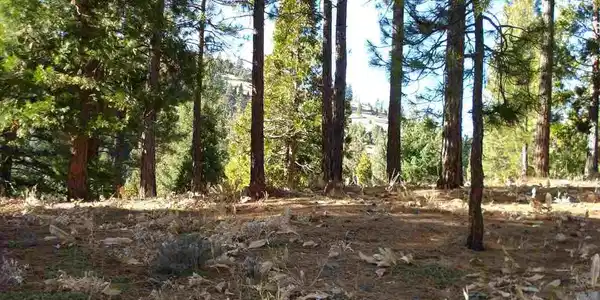 369 Big Grizzly Road, Portola CA 96122
