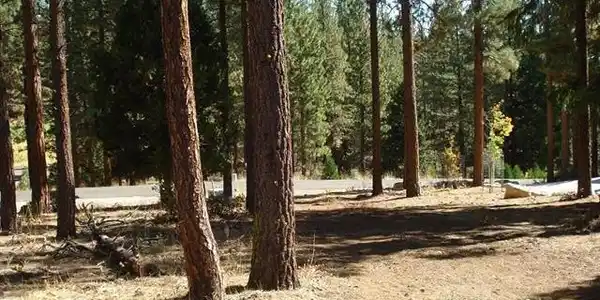 357 Big Grizzly, Portola CA 96122