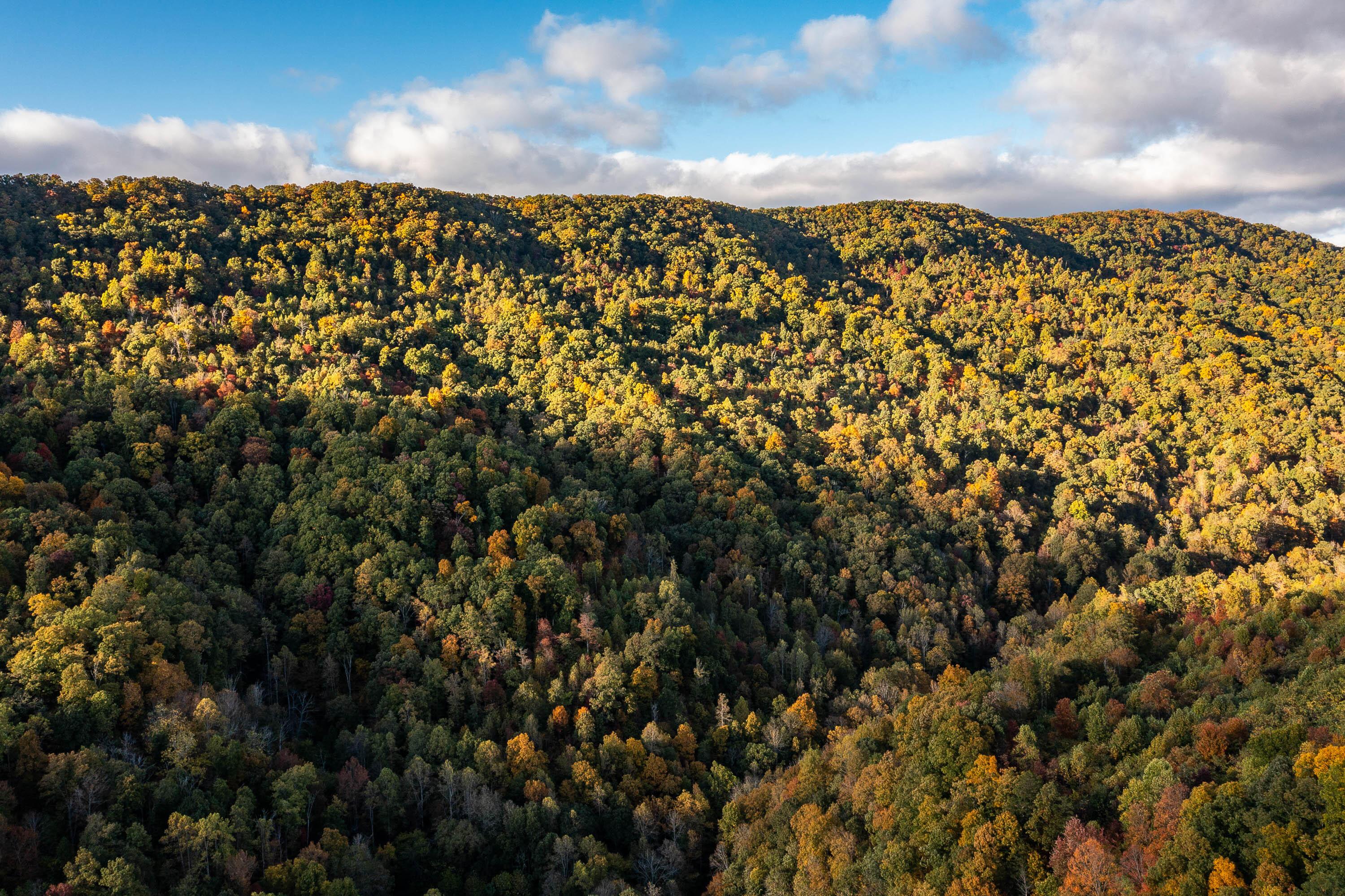 Image 3: Caney Creek Ln-3