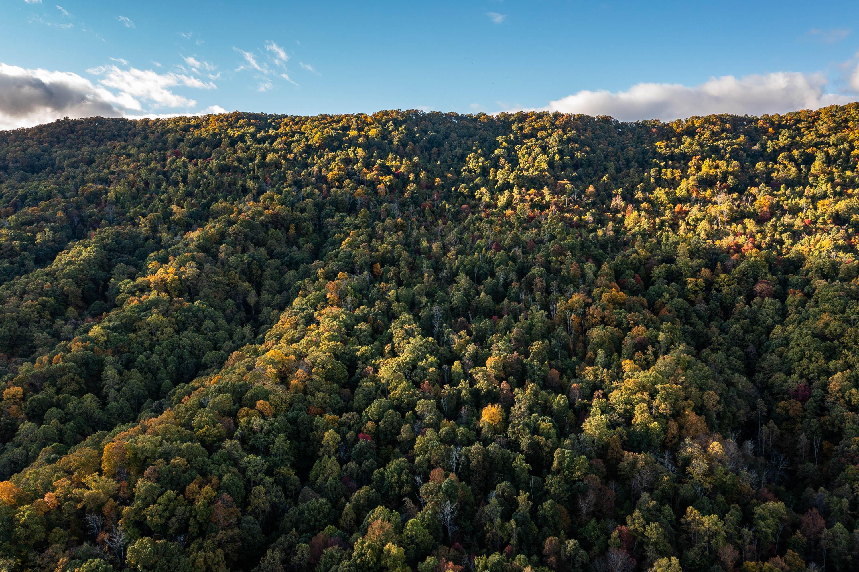 Image 4: Caney Creek Ln-4