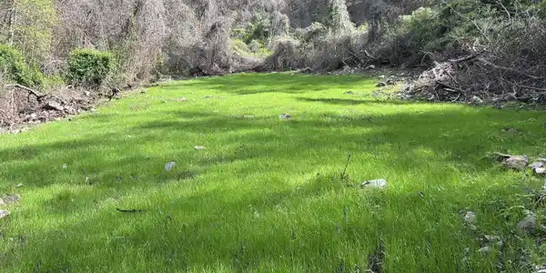 Image 2: Hale