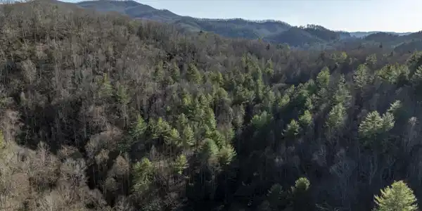 Image 3: Green-Aerials-4
