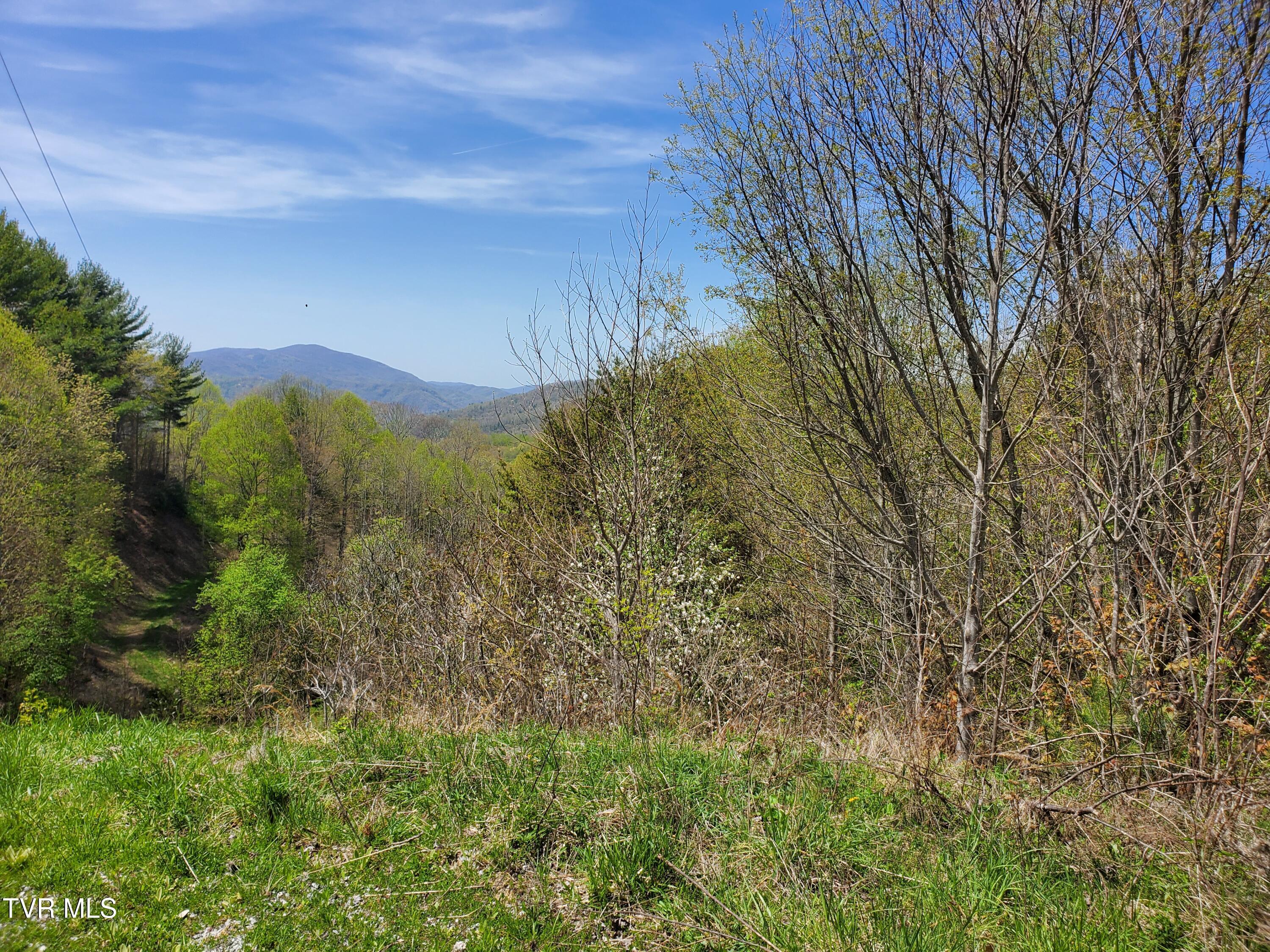 Image 3: Blue grass