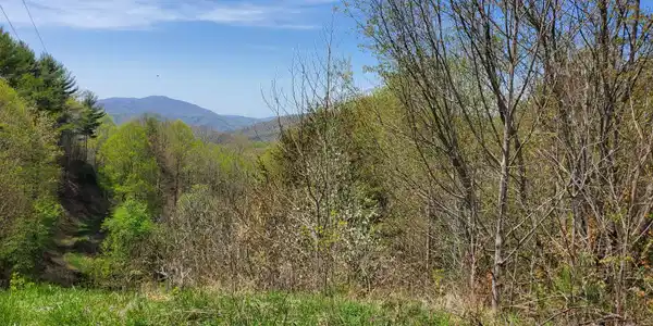 Image 3: Blue grass