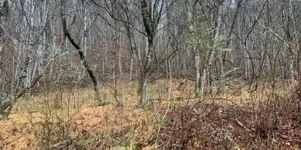 Tbd Fork River Road