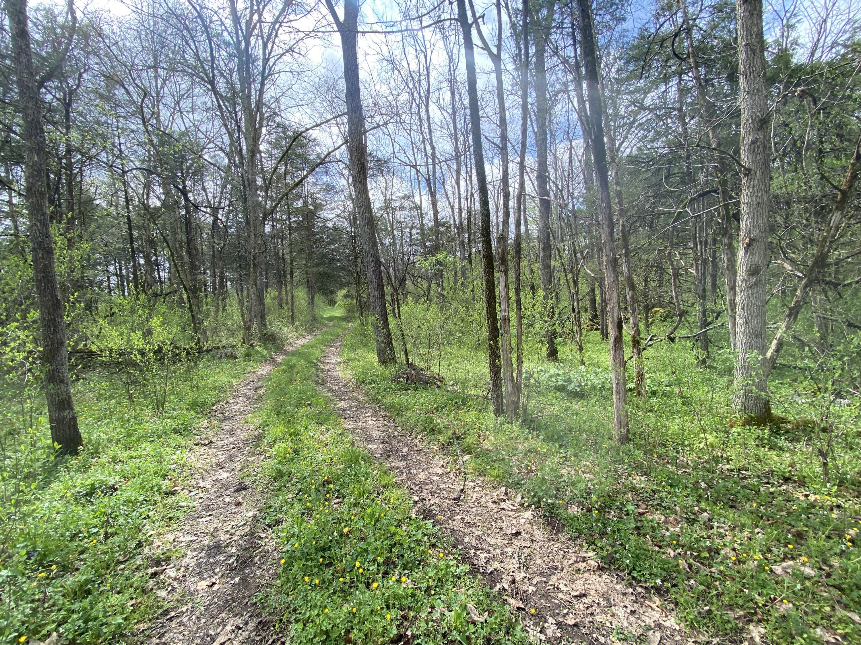 Image 3: IMG_3375