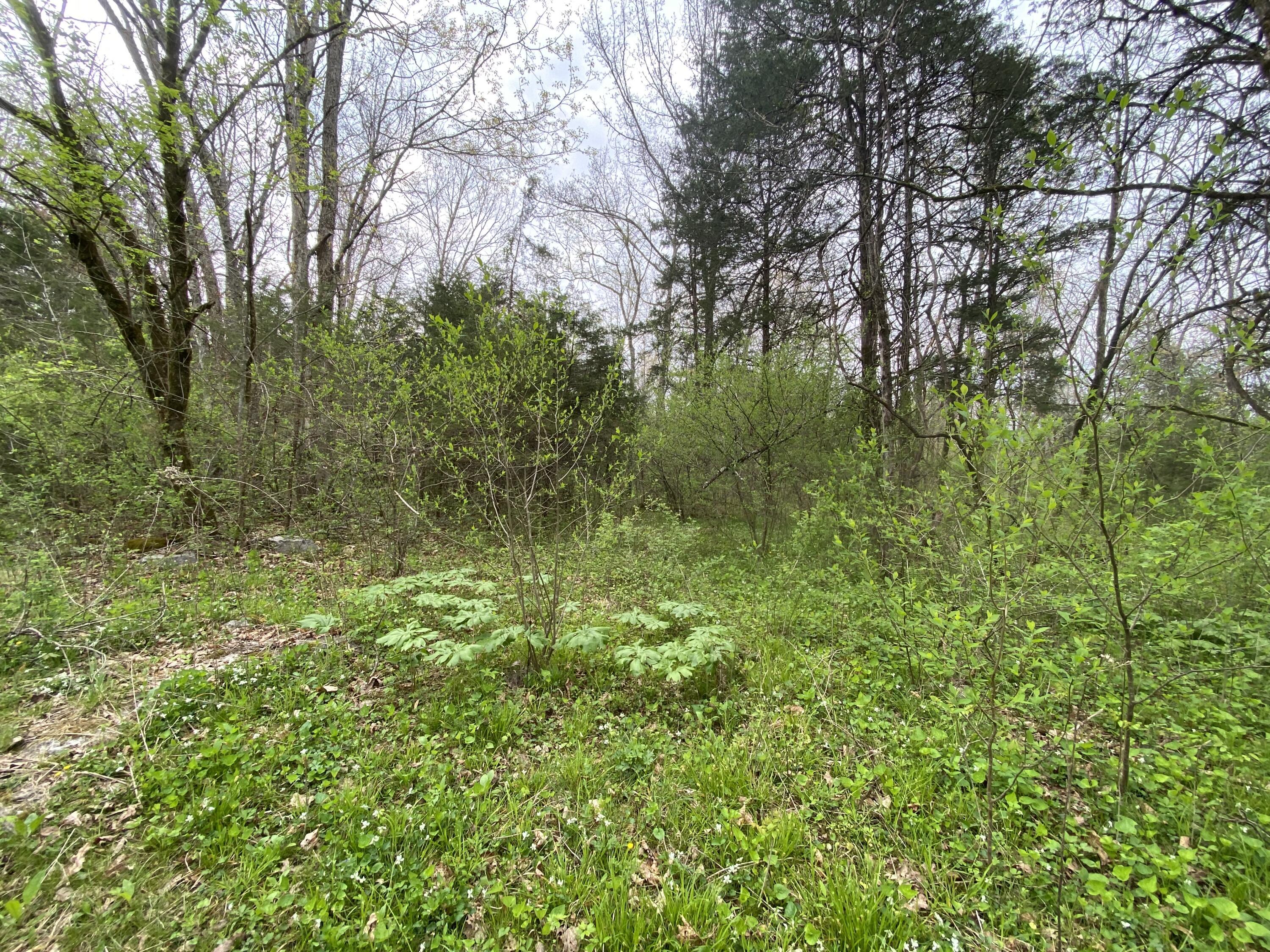 Image 4: IMG_3381