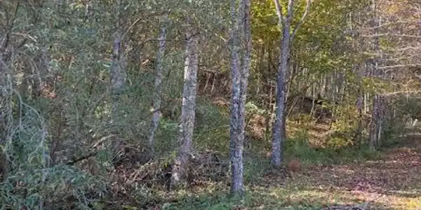 Image 2: 4