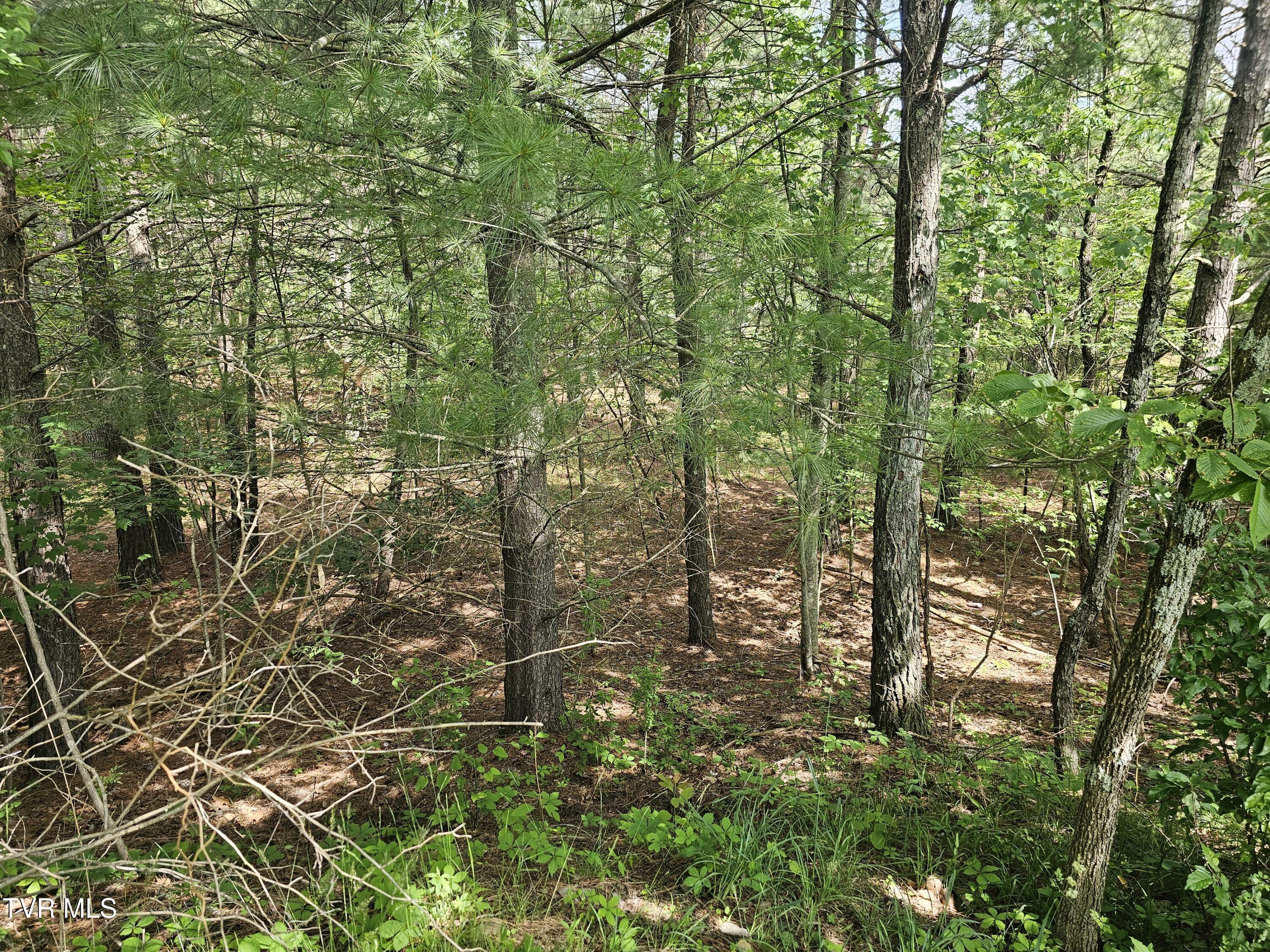 Image 3: wooded