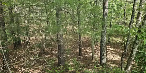 Image 3: wooded