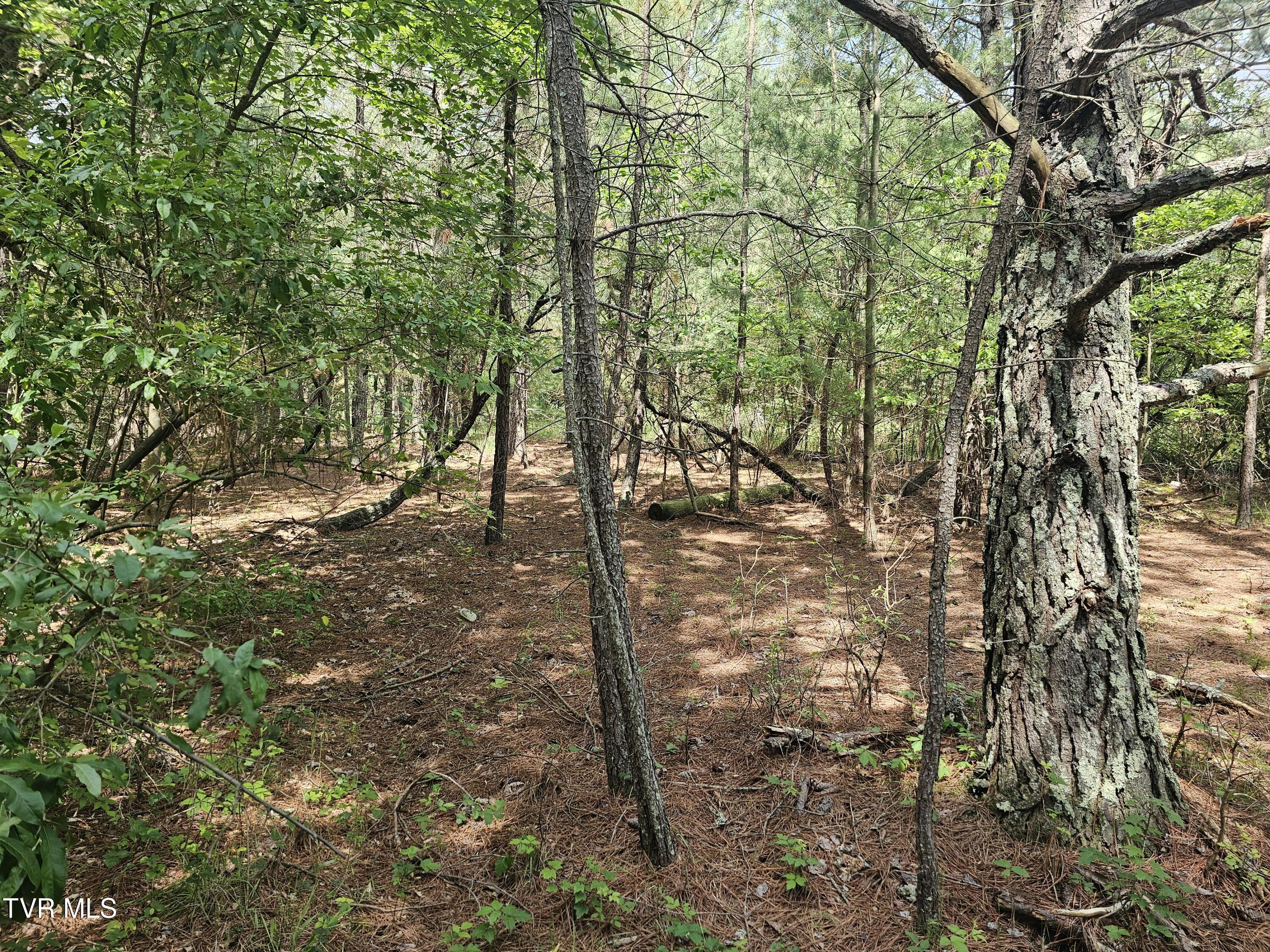 Image 4: wooded