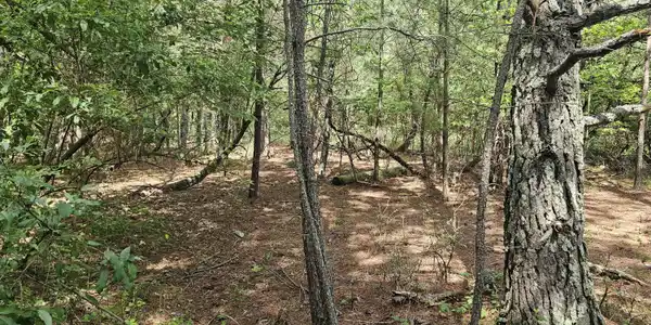 Image 4: wooded
