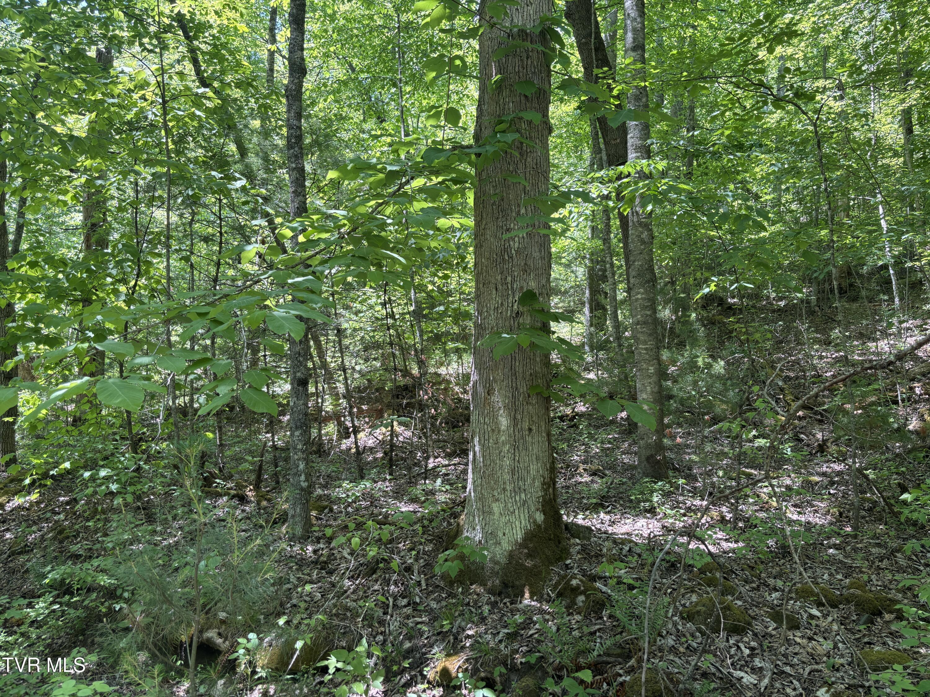 Image 2: IMG_5483