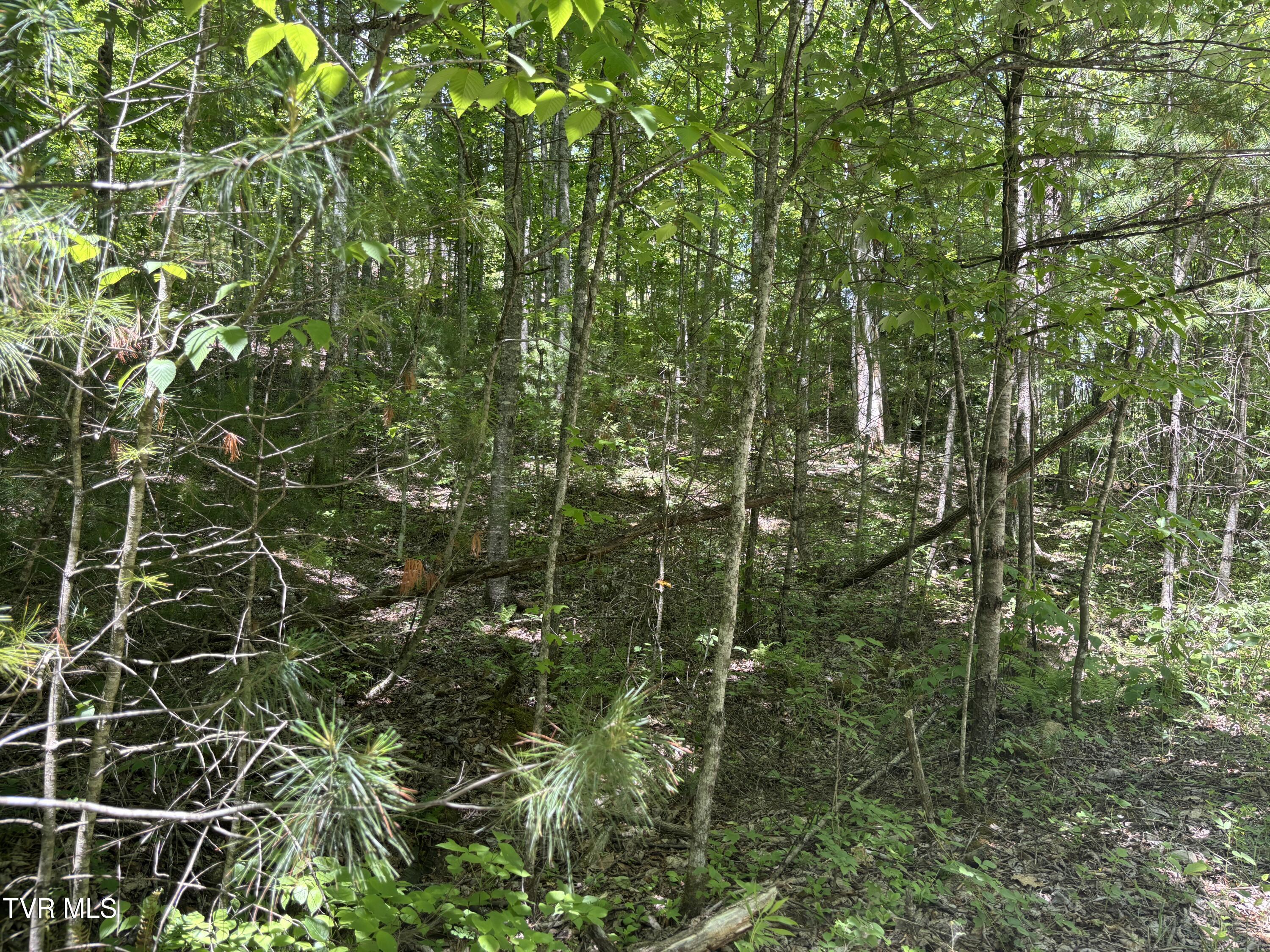 Image 3: IMG_5484