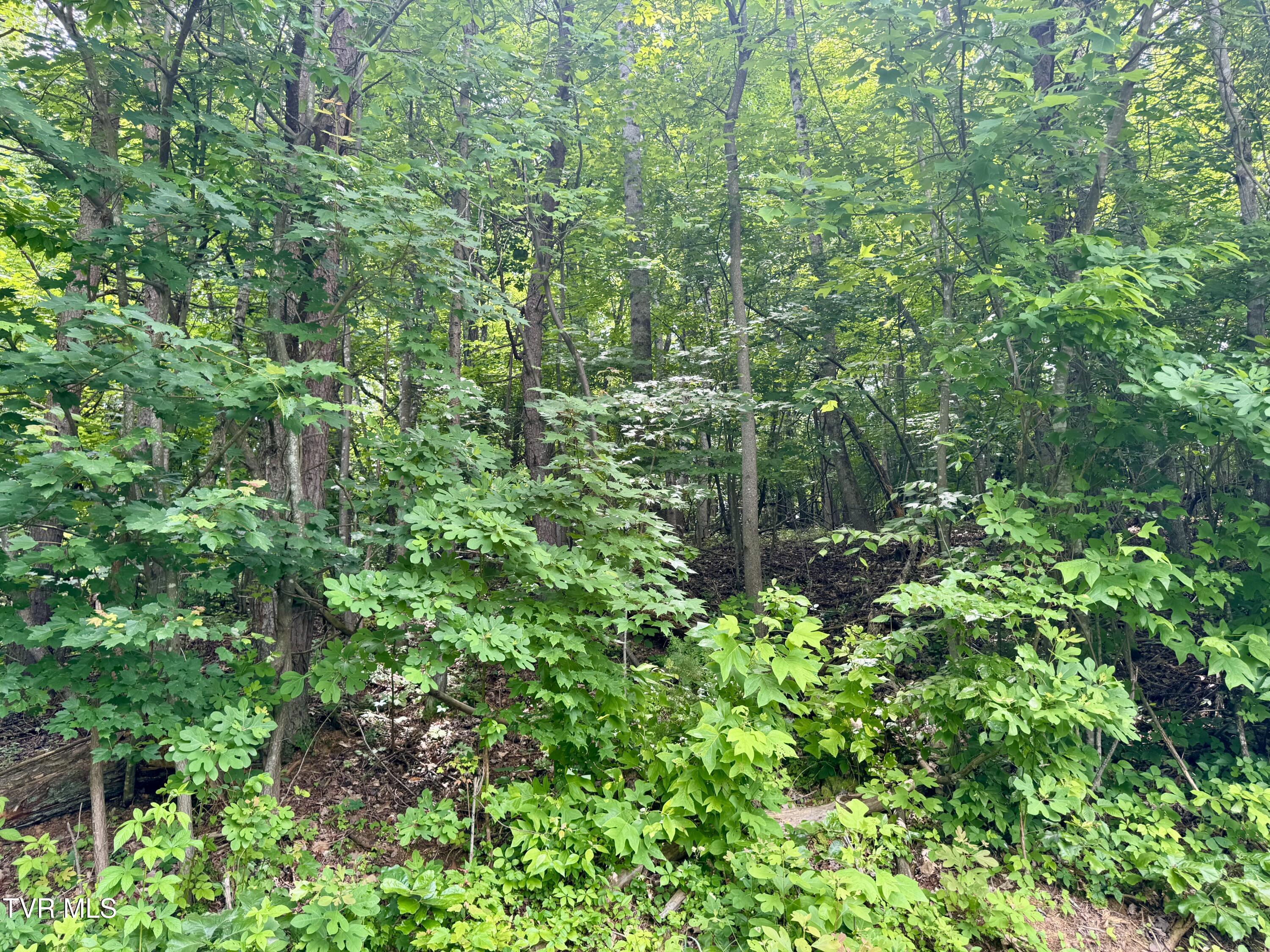 Image 3: IMG_9392