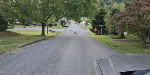 Image 4: 113 1st ave 011