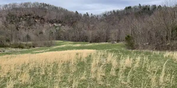 Image 3: Photo 2 meadow