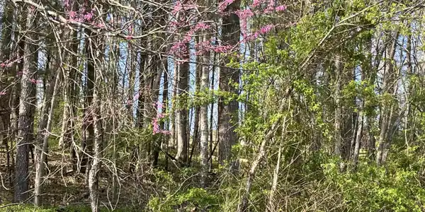 2 Lots Powell Valley Road Road